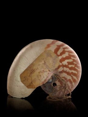 Nautilus shell