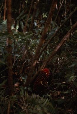 [Unidentified plant from Saruwaged Range, Papua New Guinea]