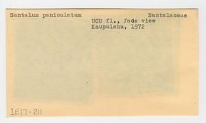 [Santalum paniculatum in Hawaii, envelope IE17-211]