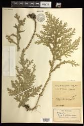 Selaginella arbuscula