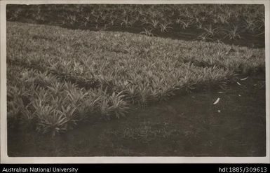 Crowns stacked butt down in ploughed ground, no curing