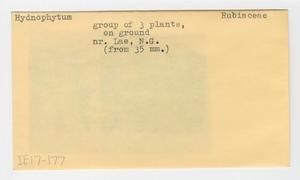 [Hydnophytum in Papua New Guinea, envelope IE17-177]