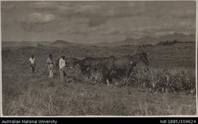 Fijian labour scarifying between rows