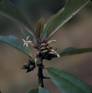 [Cyanea pilosa close-up at Kulani Road, United States]