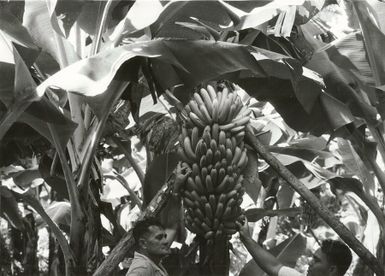 Pacific Islands - Cook Islands - Rarotonga - Agriculture