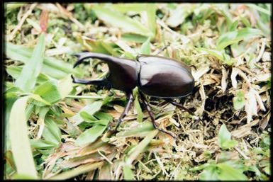 Rhinoceros beetle