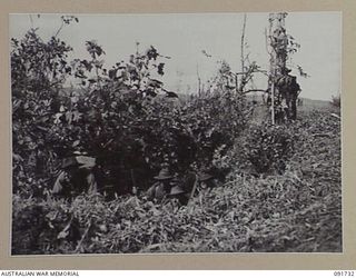 WEWAK AREA, NEW GUINEA, 1945-05-10. TROOPS OF 2/4 INFANTRY BATTALION MAKING THE BEST USE OF COVER DURING THEIR ADVANCE AGAINST JAPANESE FORCES ENTRENCHED IN CAVES, TUNNELS AND PILLBOXES. THE ..