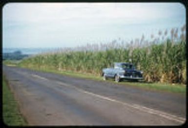 Sugarcane field