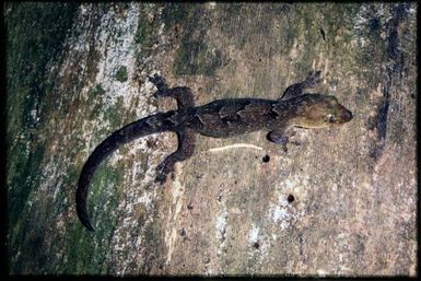 Bavayia cyclura