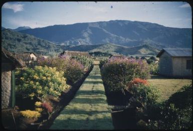 Looking from the back door a year later, the garden has altered a lot : Minj Station, Wahgi Valley, Papua New Guinea, 1954 / Terence and Margaret Spencer