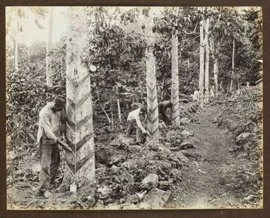 Tapping rubber trees. From the album: Samoa