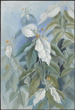 Mussaenda cylindrocarpa Burck, Papua New Guinea, 1916? Ellis Rowan