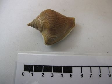 shell