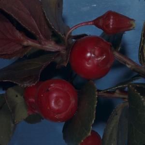 [Vaccinium dentatum close-up from Konahuanui Peak, United States] BRIT-A-AR003-012-02-141