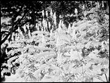 Flowering shrub, Chinnery's garden, Malaguna Road, Rabaul, New Guinea, ca. 1935, 1 / Sarah Chinnery