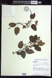 Stigmaphyllon taomense