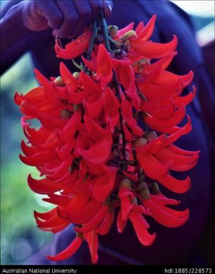 ‘Flame of the forest’ - D' Albertis Creeper (Mucuna novoguineensis)