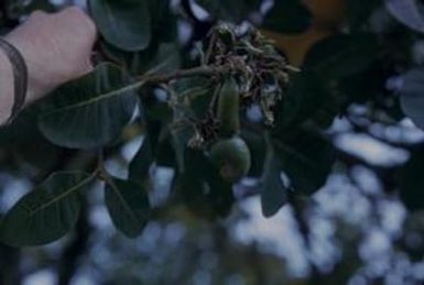 [Anacardium in Safotu, Samoa]