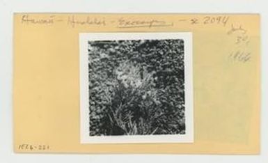 [Exocarpos in Hawaii, envelope IE26-221]
