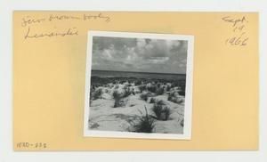 [Juvenile brown booby in Hawaii, envelope IE30-223]