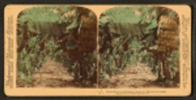 In the heart of a banana plantation, Hawaiian Islands