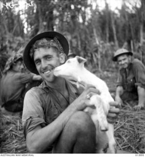 1942-12-05. PAPUA. ALLIES ATTACK BUNA. AS AUSTRALIAN TROOPS PUSH ACROSS THE AIR STRIP AT BUNA THIS LITTLE WHITE GOAT APPEARED FROM NOWHERE AND BECAME THE MASCOT OF AN AUSTRALIAN OUTFIT. HE IS HELD ..