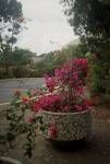 View of coarse granite Bougainvillea flower pot foregrounded in front of Staff House Road and roof of Zelman Cowen Building