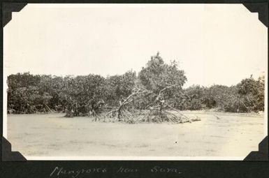 Mangrove forest in the Suva Region, Fiji, 1929 / C.M. Yonge