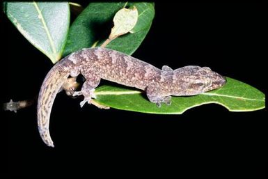 Gecko sp.