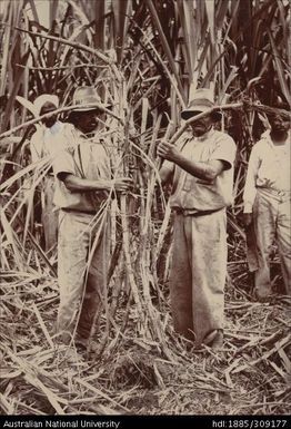 Famers and Rattan cane, Labasa