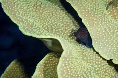 Cirripectes castaneus (Chestnut Blenny) male hides in hard coral at Vautoa Ono Reef, Fiji during the 2017 South West Pacific Expedition.