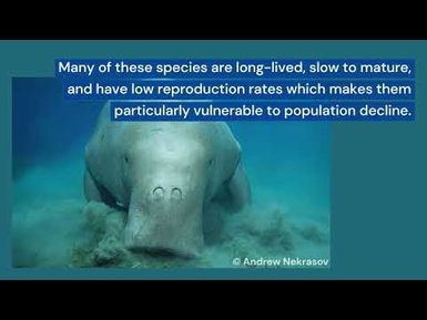 Introduction to the Marine Species Programme