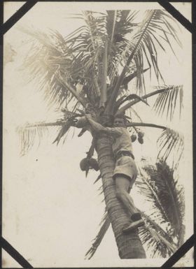 Kiwi soldier climbing a palm tree at Poya, New Caledonia