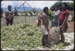 Western Highlands: tea plantation harvest, men bagging leaves