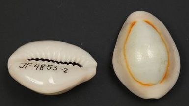 ["Cypraea annulus (Linne, 1758)"]