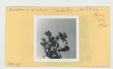[Dubautia in Hawaii, envelope IE28-123]