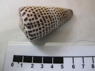 shell