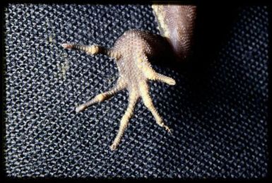 Gecko sp.