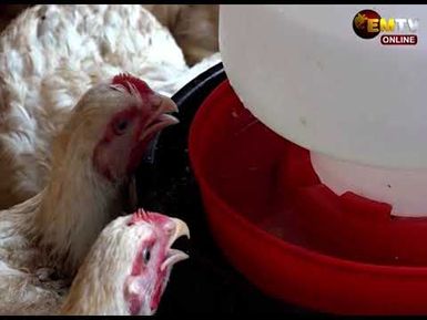 ESP DAY OLD CHICKS