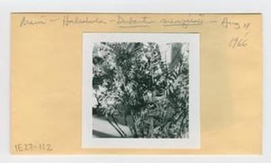 [Dubautia menziesii in Hawaii, envelope IE27-112]