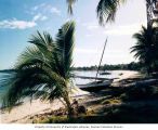 Boats and palms on a beach, probably on Rongelap Atoll, summer 1964