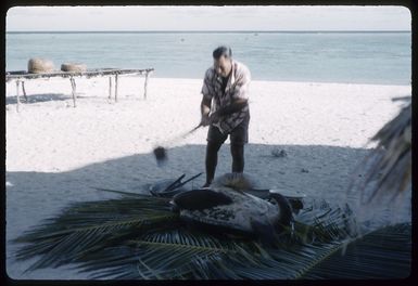 Bob Marsters removing the head of a green sea turtle, on Palmerston Island