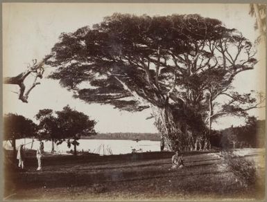 Views at Taveuni, Fiji, approximately 1890, 1 / Charles Kerry