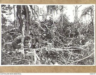 SATTELBERG AREA, NEW GUINEA. 1943-11-18. TROOPS OF C COMPANY, 2/48TH. AUSTRALIAN INFANTRY BATTALION DIGGING IN ON COCONUT RIDGE DURING THE ASSAULT ON SATTELBERG. SHOWN ARE: SX13755 PRIVATE E. M. ..