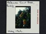 African tulip tree, Bulolo, May 1962