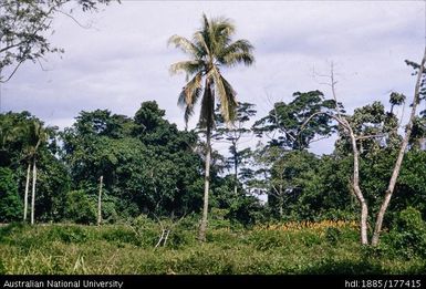 Lae - Lutheran Mission - overgrown ruins of native village