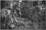 Hunting: man in forest, out-of-focus image