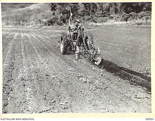 WAU, NEW GUINEA. 1945-10-17. A MEMBER OF 5 INDEPENDENT FARM PLATOON TURNING OVER FALLOW GROUND FOR WEED CONTROL. THE FARM IS SITUATED IN THE WAU VALLEY NEAR THE SITE OF THE PRE- WAR WAU FARM