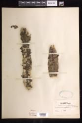 Didymoglossum tahitense