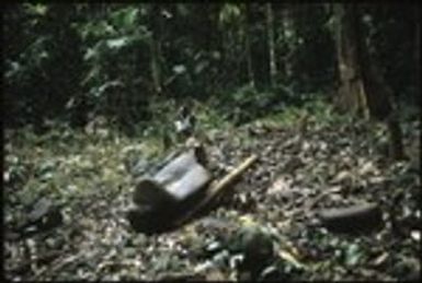 Man in forest with petroglyph carvings